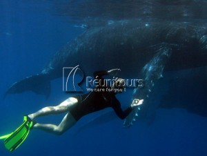 scuba Diving Reunion Island